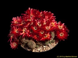 Sulcorebutia pasopayana L387 2133